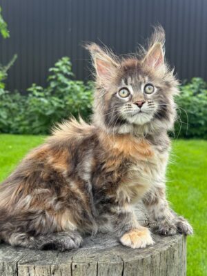Hawaii Female Spayed