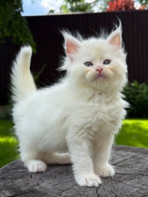 Ima Female Spayed SOLD