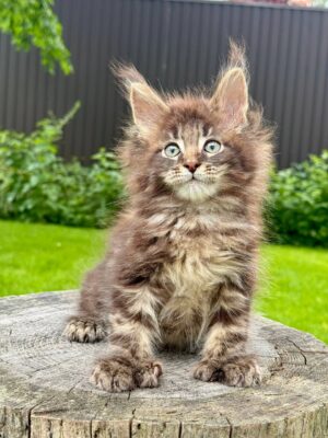Howard Male POLY Neutered SOLD