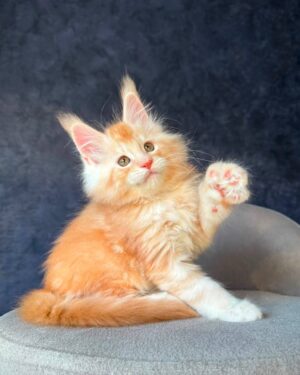 Han Solo Male Neutered SOLD
