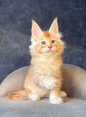 Hamelin Male Neutered SOLD