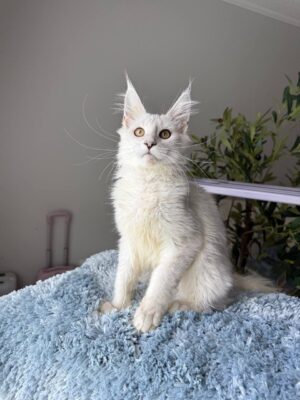 Zipher Male Neutered SOLD