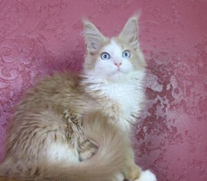 Blue Eyes Female SOLD
