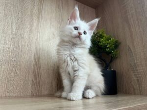 Lord Male Neutered SOLD