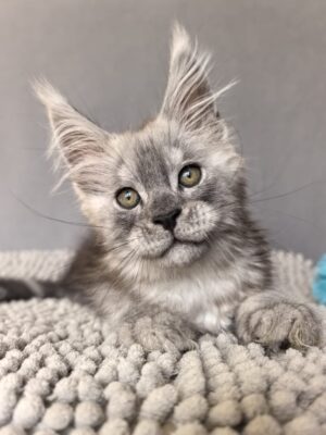 Nik Male Neutered