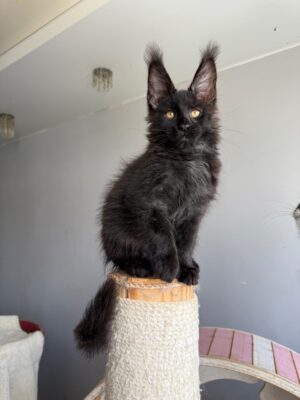 Male Black