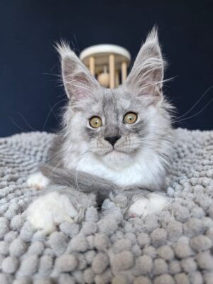 Tiger Cat Male Neutered