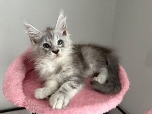 Sophia Female