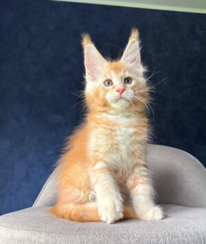 Ogonek Male Neutered