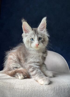 Male Neutered Blue Eyes
