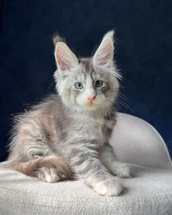 Male Neutered Blue Eyes SOLD