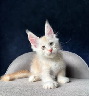 Murat Male Neutered