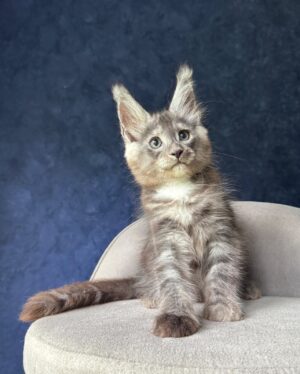 Naris Male Neutered