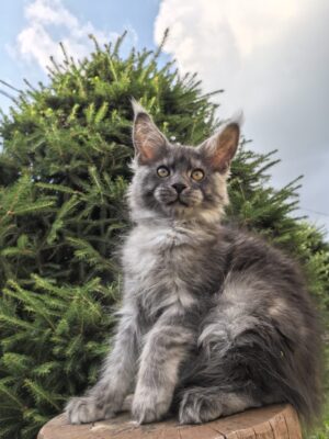 Matvei Male Neutered