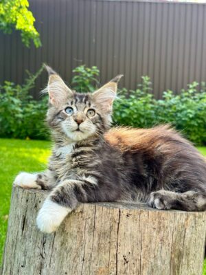 Garry Male Neutered