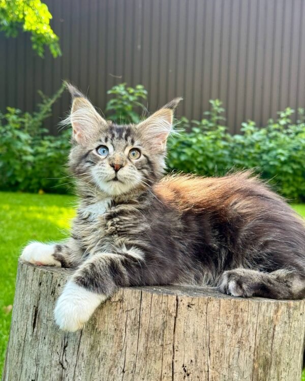 Garry Male Neutered SOLD