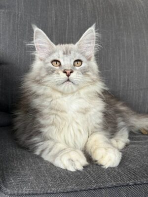 Sunny Male Neutered