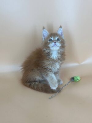 Brahms Male Neutered