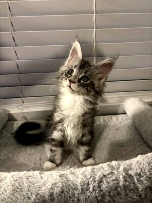 Milo Male
