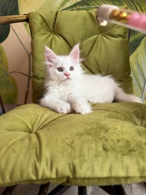 Vitus Male Neutered