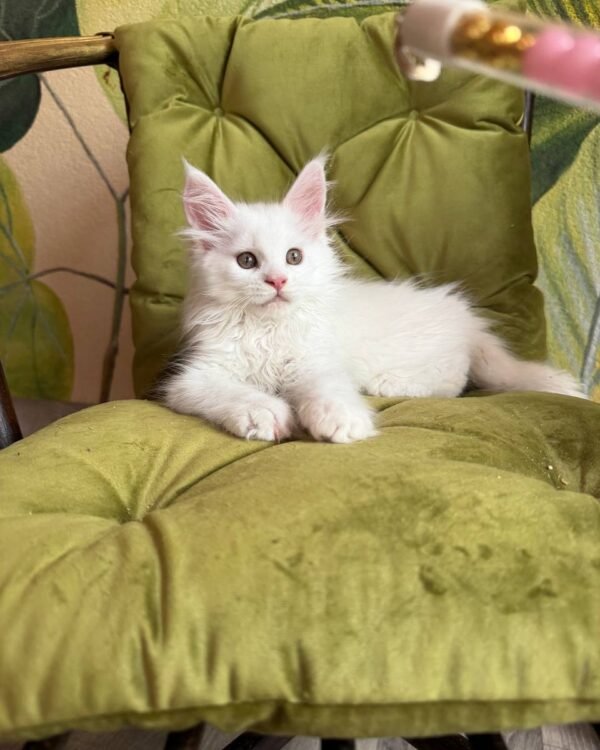 Vitus Male Neutered