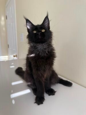 Truffle Male Neutered