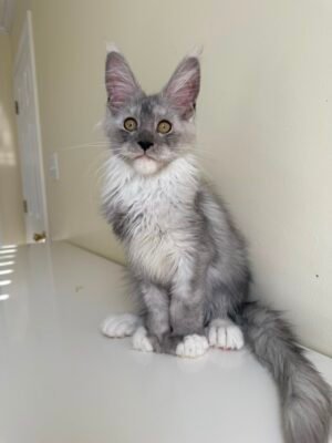 Tiger Male POLY Neutered