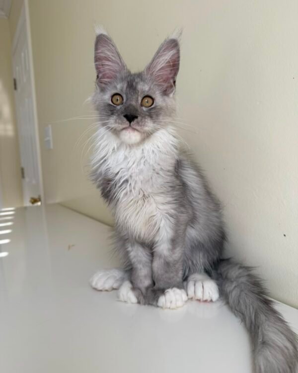 Tiger Male POLY Neutered