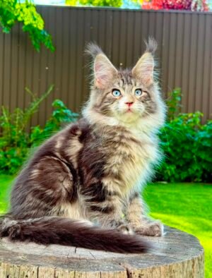 Male Kristall Neutered Blue Eyes