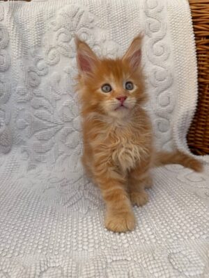 Xio Male Neutered