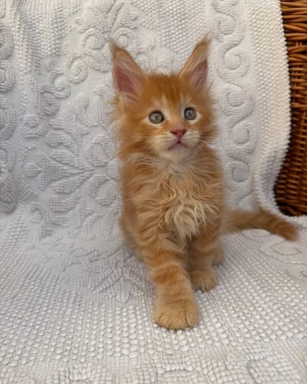 Xio Male Neutered