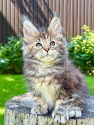 Nova Female Spayed