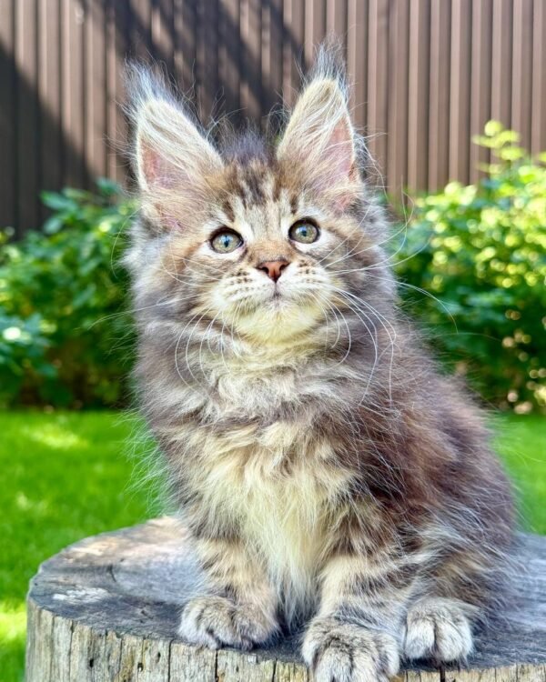 Nova Female Spayed