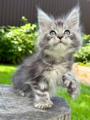 Oriana Female POLY Spayed