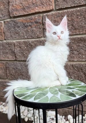 Xyla Female Spayed SOLD