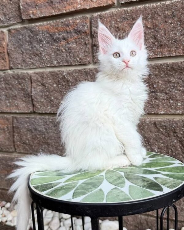 Xyla Female Spayed SOLD