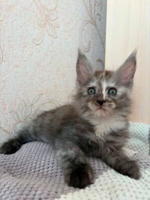 Octavia Female Spayed