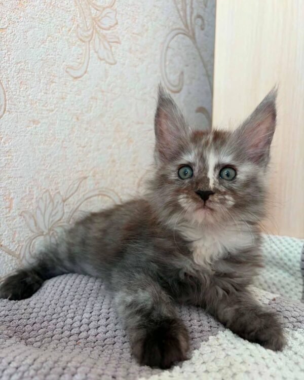 Octavia Female Spayed