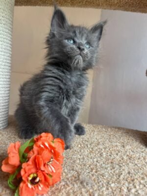 Alisa Female Spayed