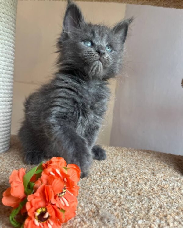 Alisa Female Spayed