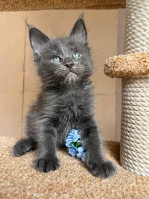 Luna Female Spayed
