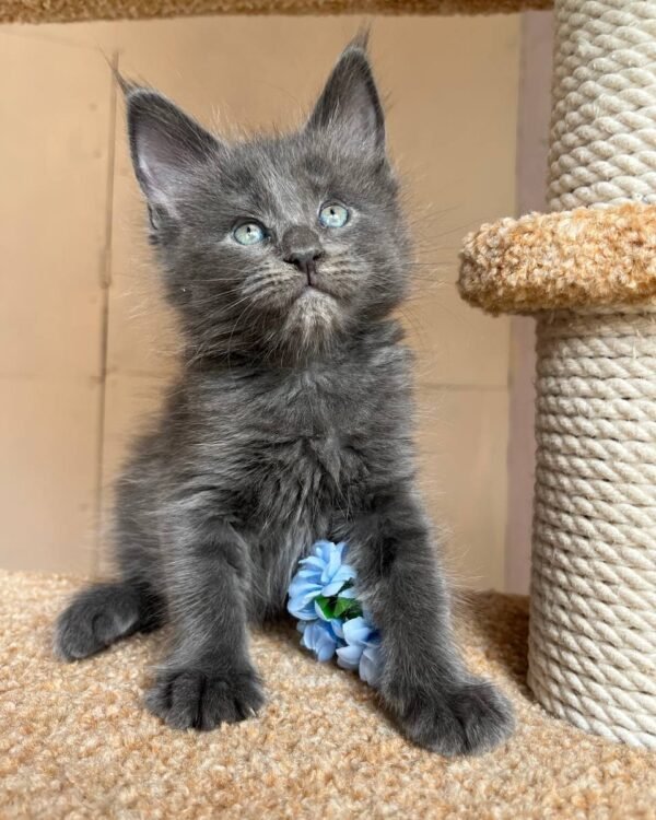 Luna Female Spayed
