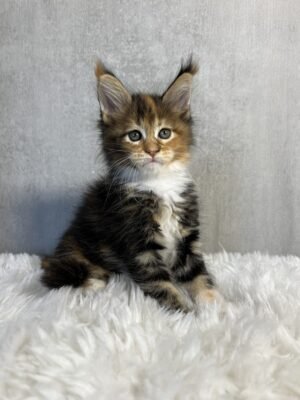 Pandora Female Spayed
