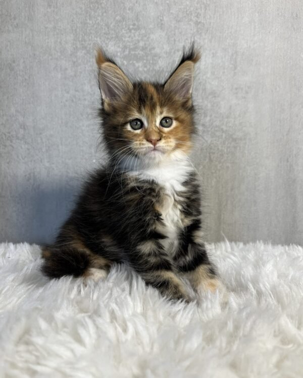 Pandora Female Spayed