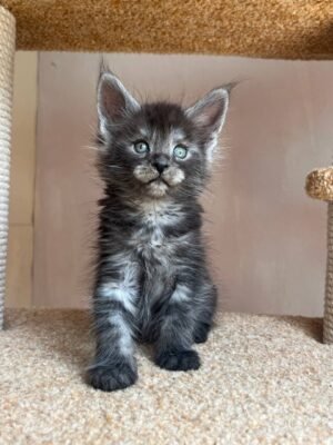 Mila Female Spayed