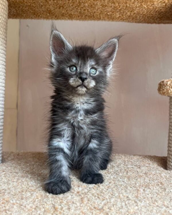 Mila Female Spayed