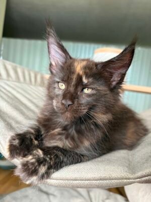 Olympia Female Spayed