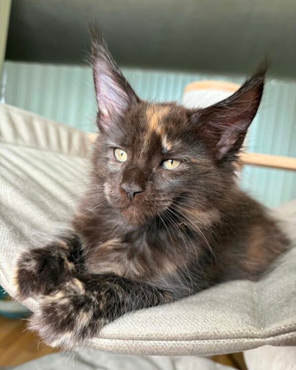 Olympia Female Spayed