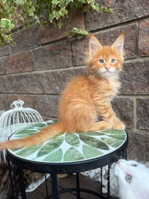 Webb Male Neutered