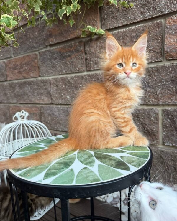 Webb Male Neutered